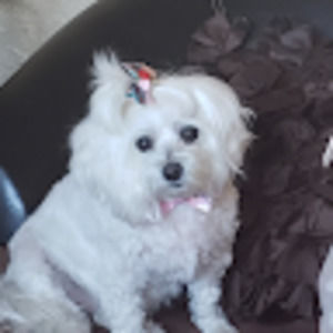 Meet your Posher, Shelley